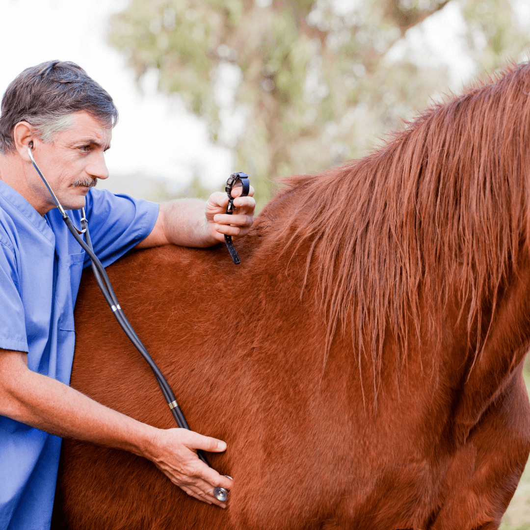 anti inflammatoire cheval